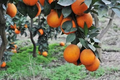 重慶地理標志農產品在《源味中國》亮相，四個區縣風味獨特